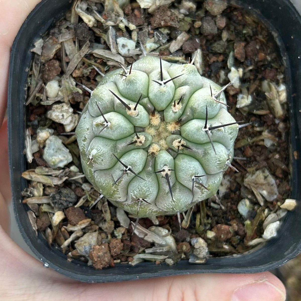 Copiapoa cinerea