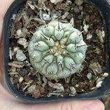 Copiapoa cinerea