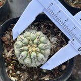Copiapoa cinerea