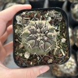 Copiapoa cinerea