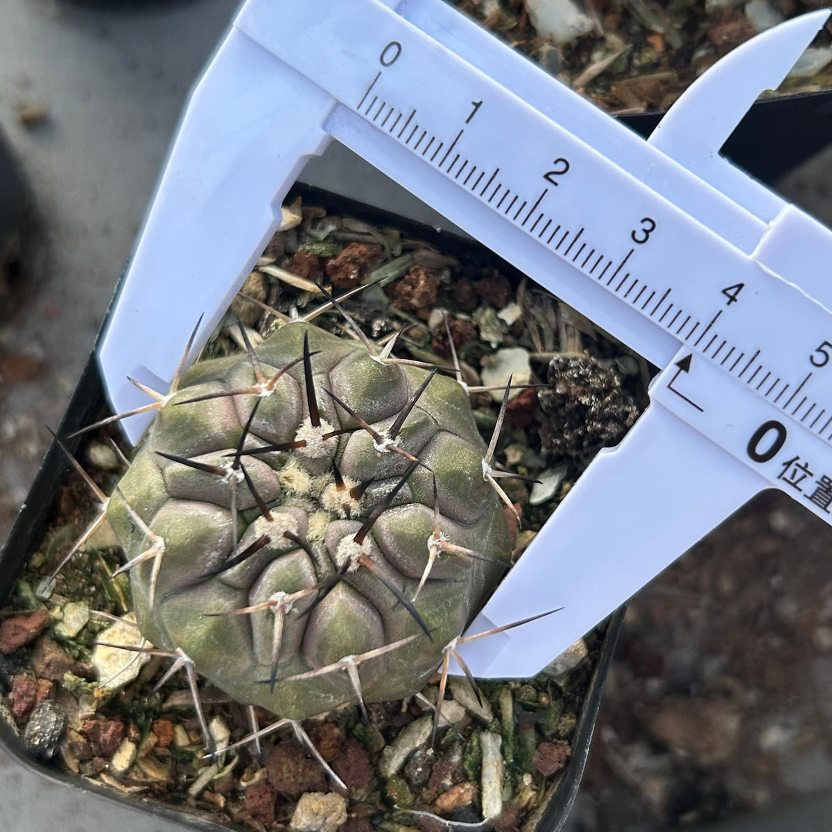 Copiapoa cinerea