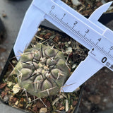 Copiapoa cinerea