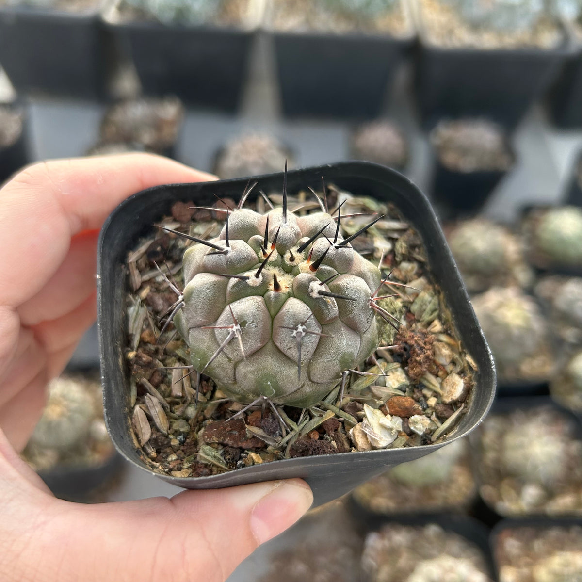 Copiapoa cinerea