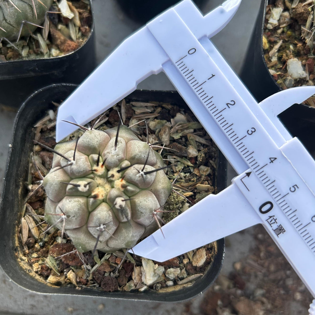 Copiapoa cinerea