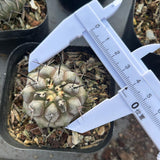Copiapoa cinerea
