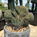 Euphorbia obesa