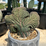 Euphorbia obesa