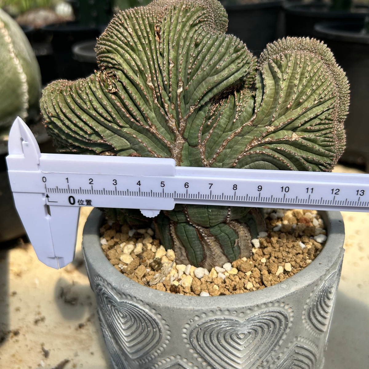 Euphorbia obesa