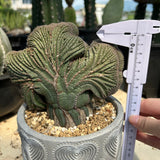 Euphorbia obesa