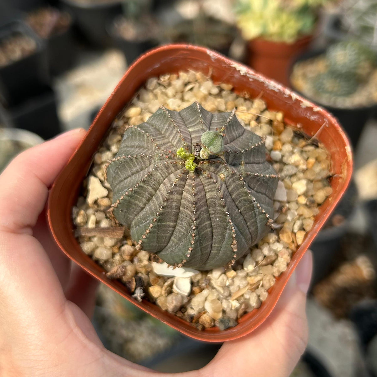 Euphorbia obesa