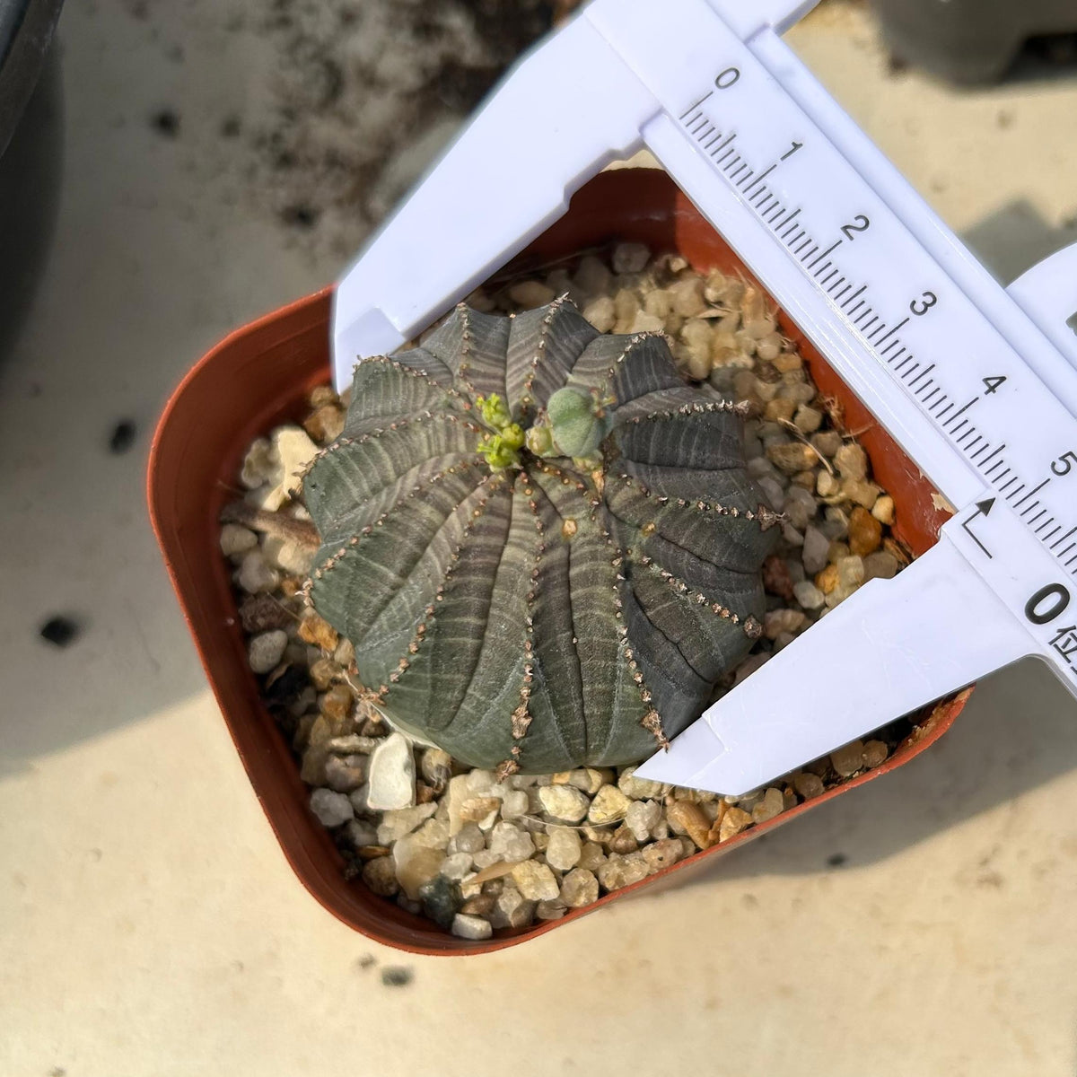 Euphorbia obesa