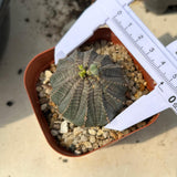 Euphorbia obesa