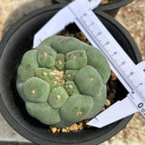 Lophophora fricii