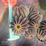 Uebelmannia pectinifera - BotanicalCollector