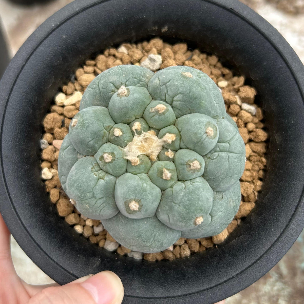 Lophophora fricii