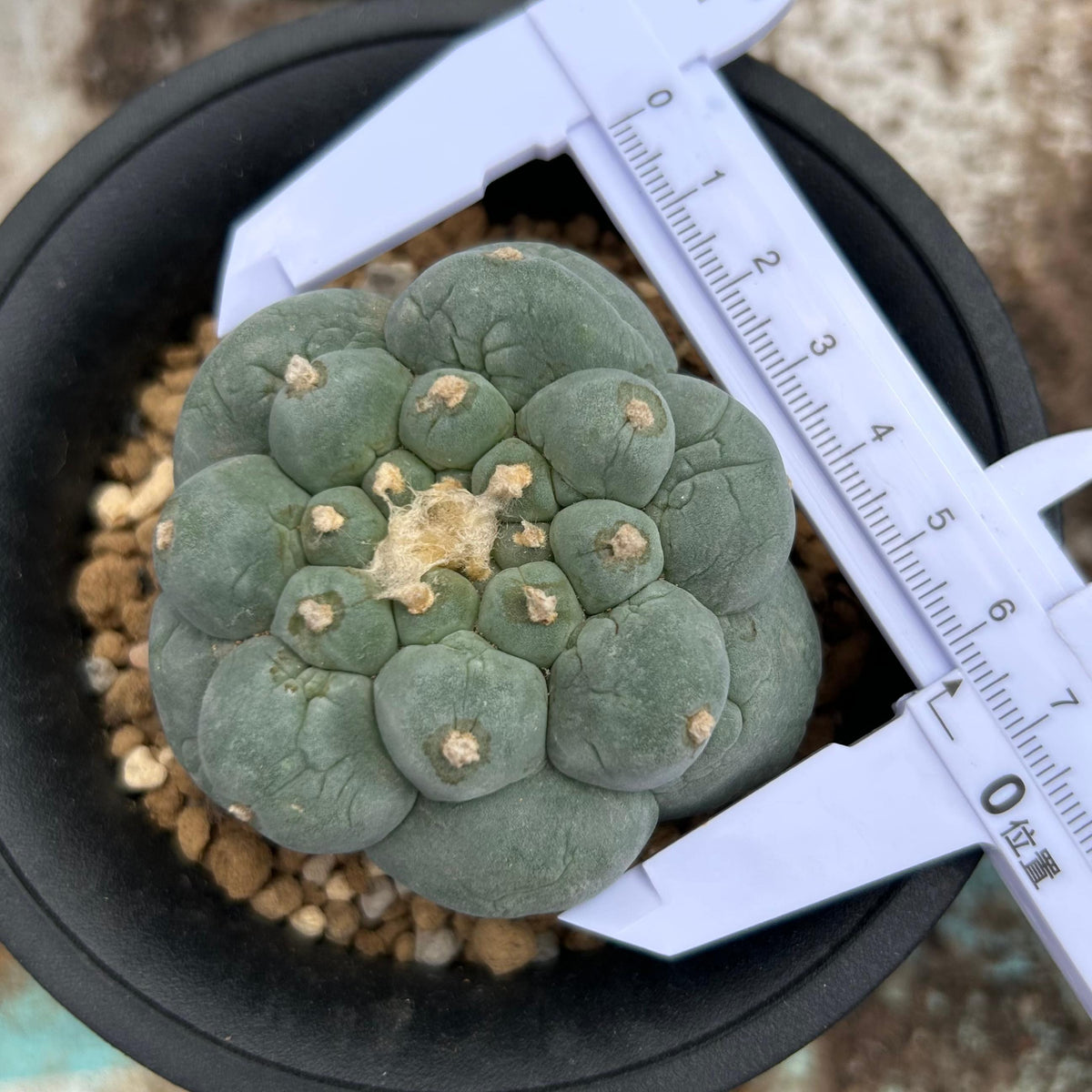 Lophophora fricii