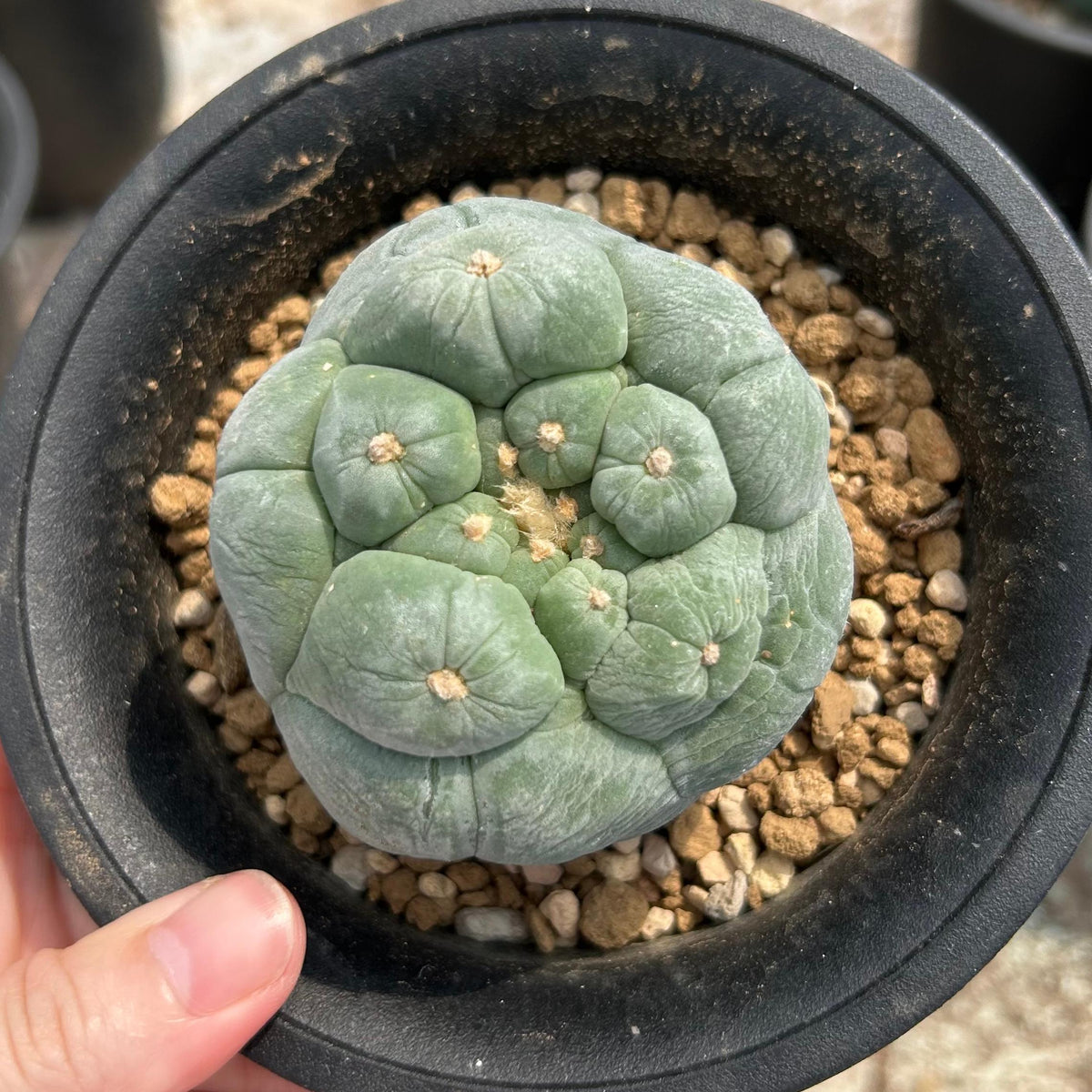 Lophophora fricii