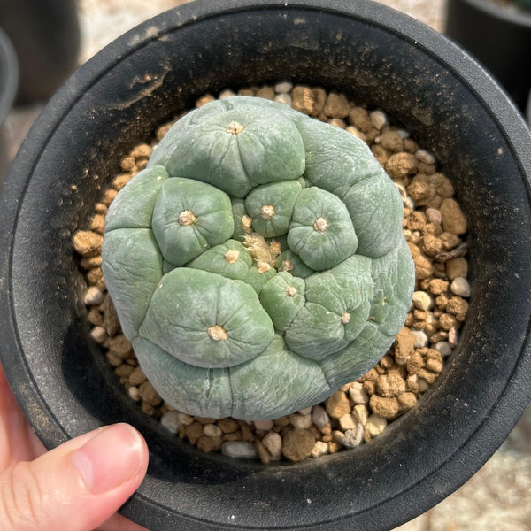 Lophophora fricii