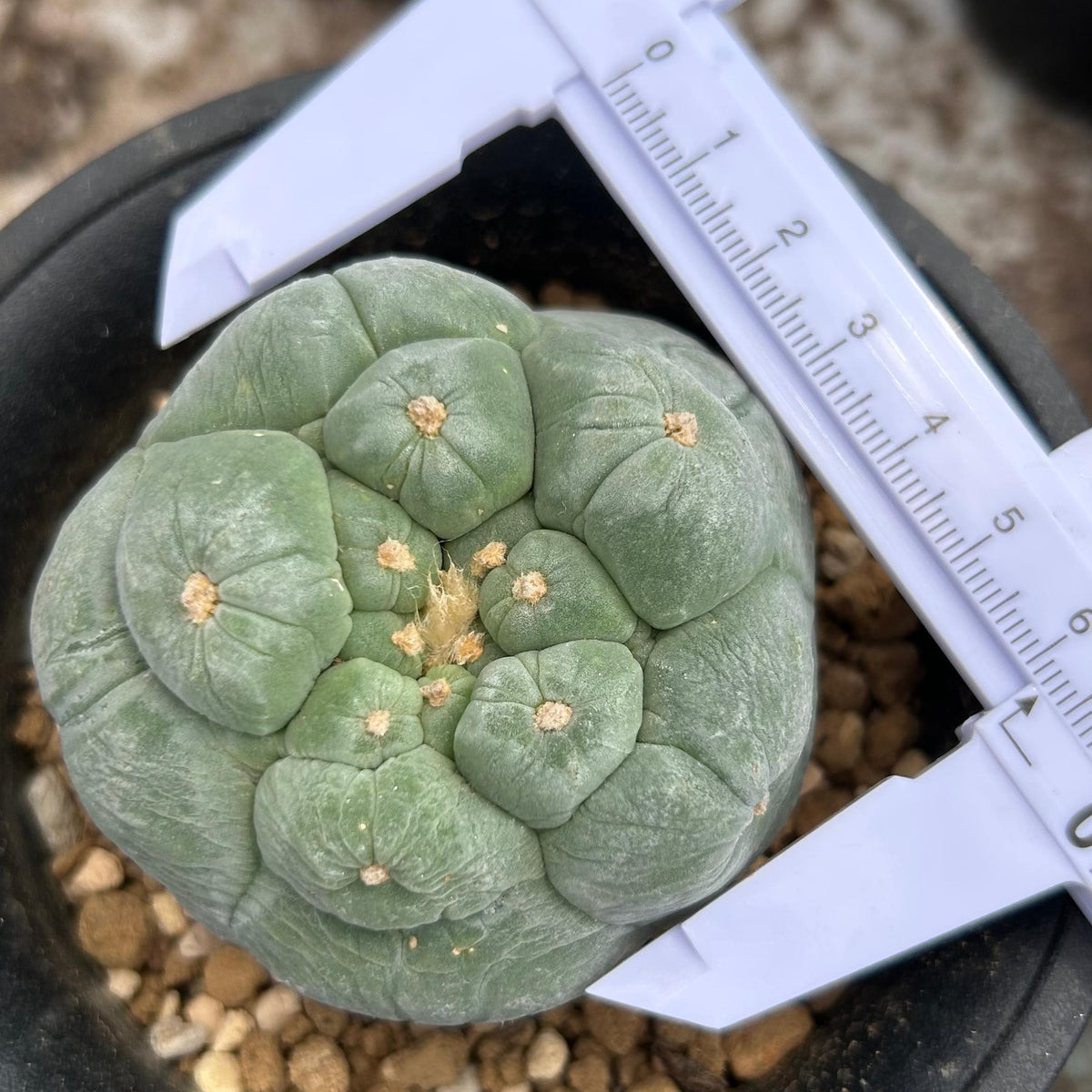 Lophophora fricii