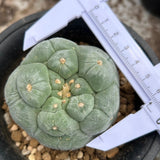 Lophophora fricii