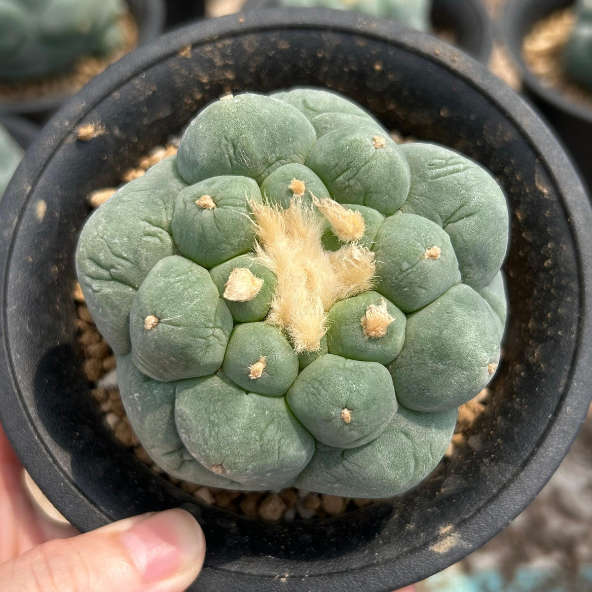 Lophophora fricii