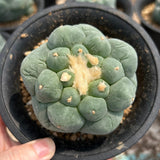 Lophophora fricii