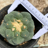 Lophophora fricii