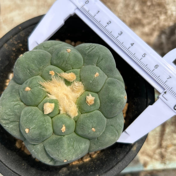 Lophophora fricii — specimen shown with a caliper or ruler for scale