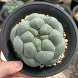 Lophophora fricii