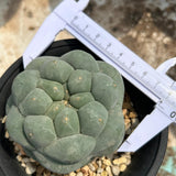 Lophophora fricii