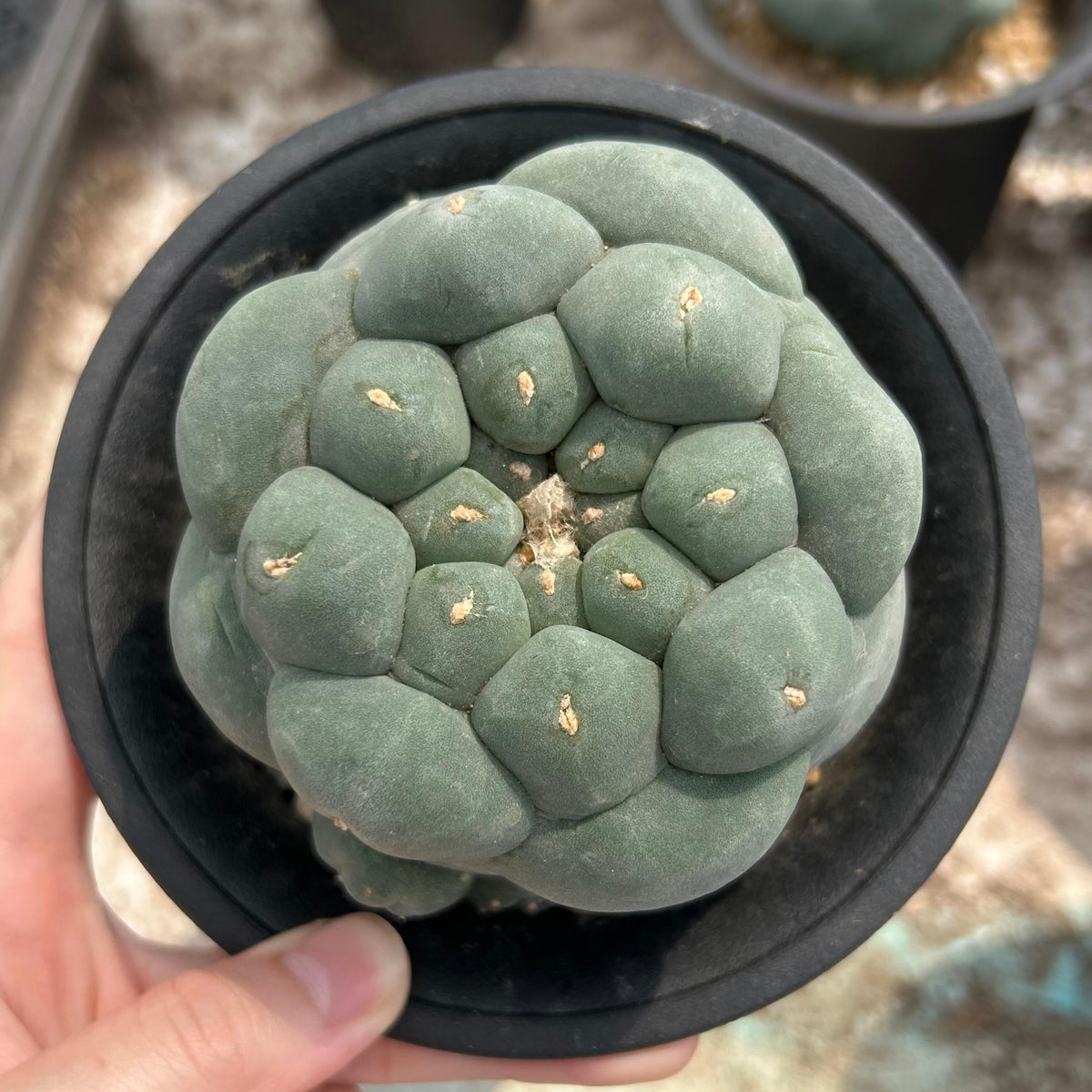 Lophophora fricii