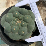 Lophophora fricii