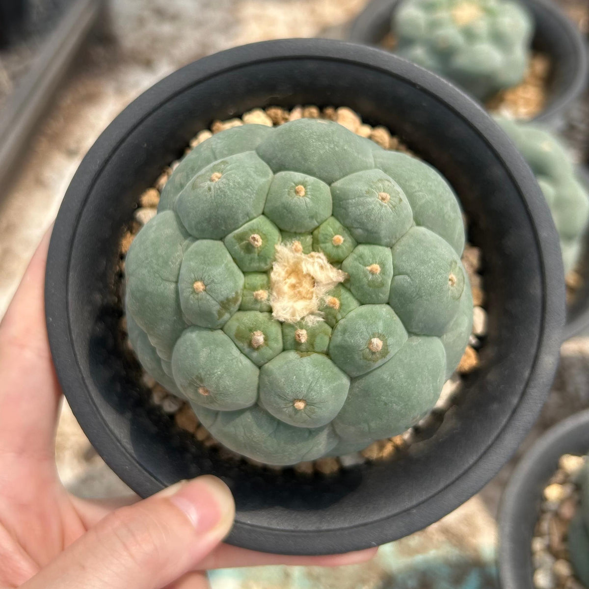 Lophophora fricii
