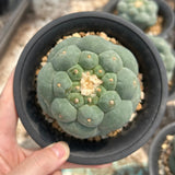 Lophophora fricii
