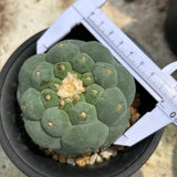 Lophophora fricii
