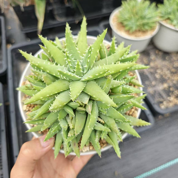 Aloe brevifolia