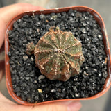 Euphorbia obesa