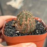 Euphorbia obesa