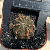 Euphorbia obesa