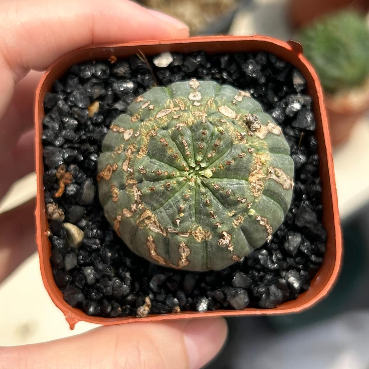 Euphorbia obesa
