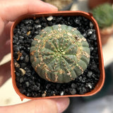 Euphorbia obesa
