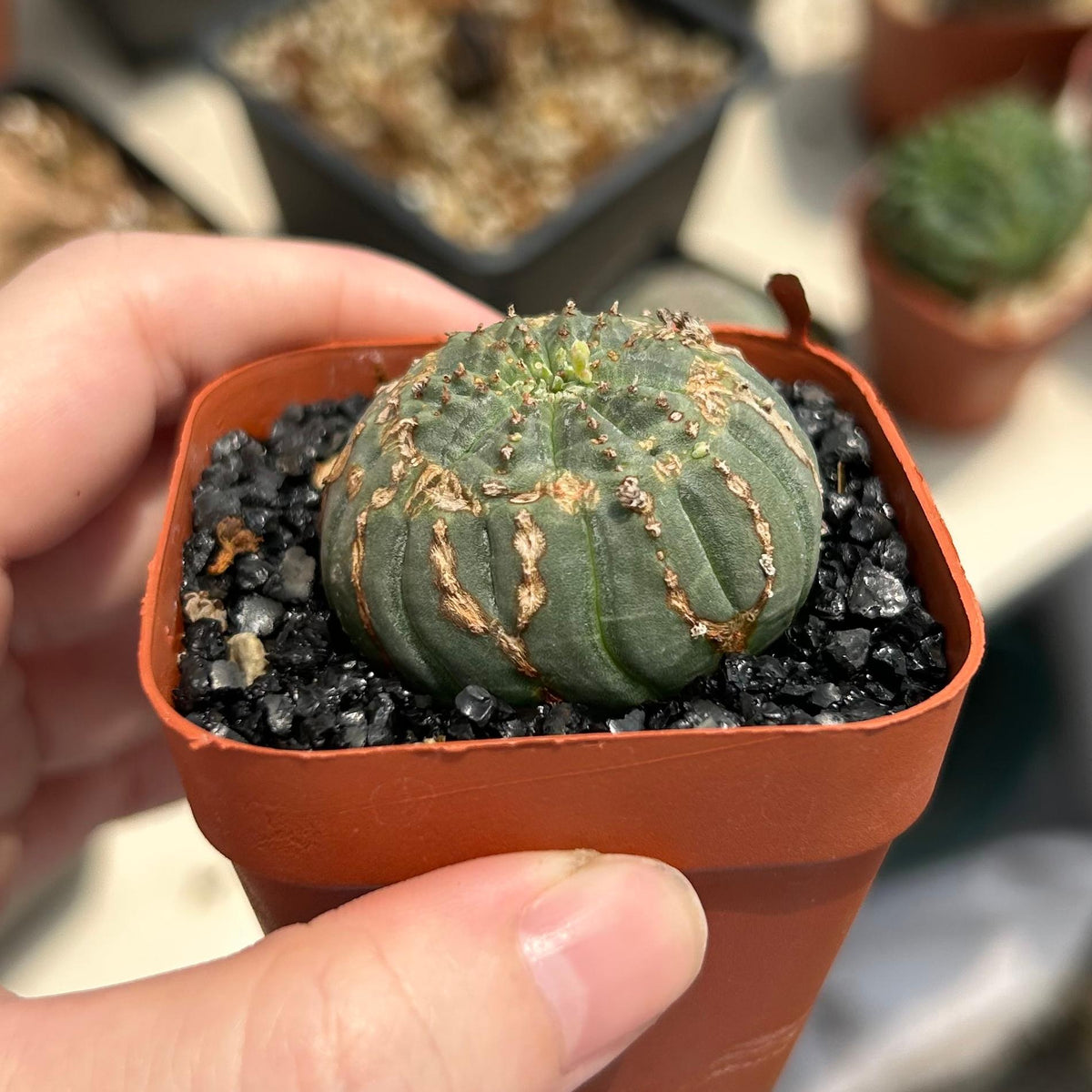 Euphorbia obesa