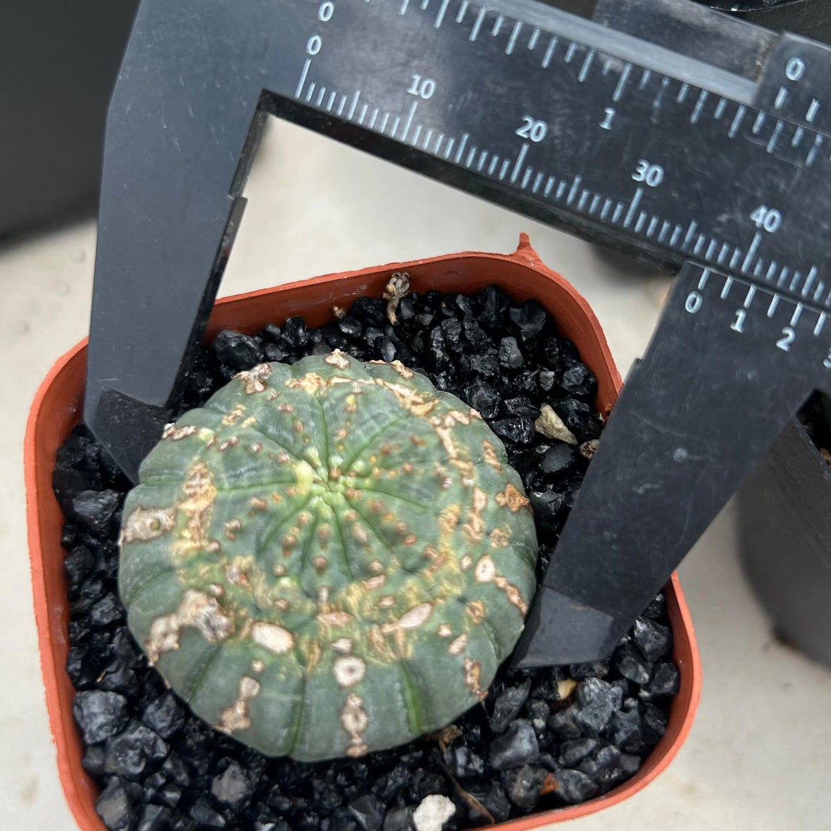 Euphorbia obesa