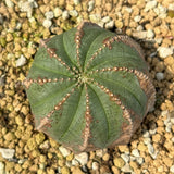 Euphorbia obesa