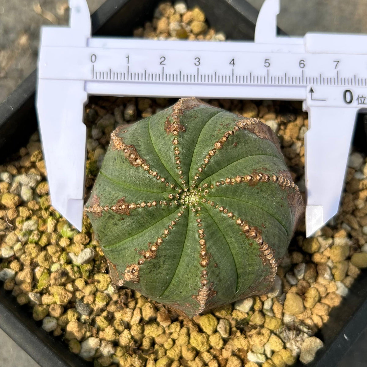 Euphorbia obesa