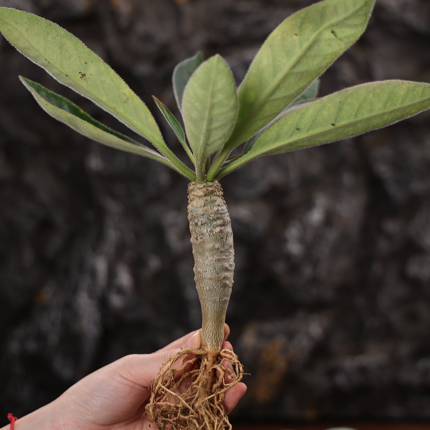 Euphorbia ankarensis