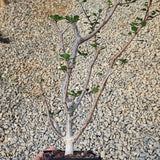 Euphorbia agatheae