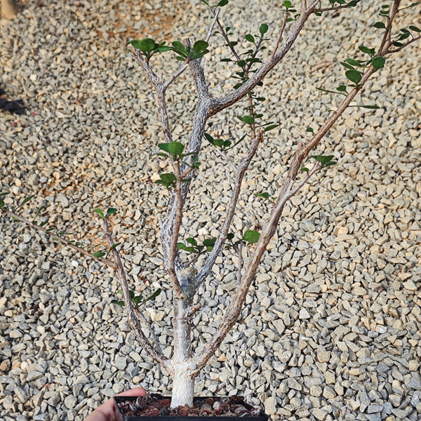 Euphorbia agatheae