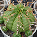 Euphorbia valida Seeds
