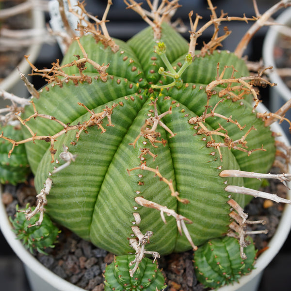 Euphorbia valida Seeds